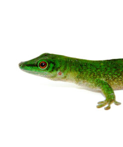 Giant Day Gecko (Phelsuma kochi)