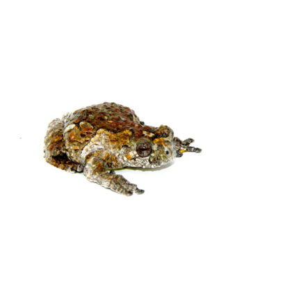 Bird Poop Frog Adult (Hyla marmorata)