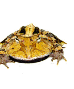 Brazilian Horned Frog Adults (Ceratophrys aurita)