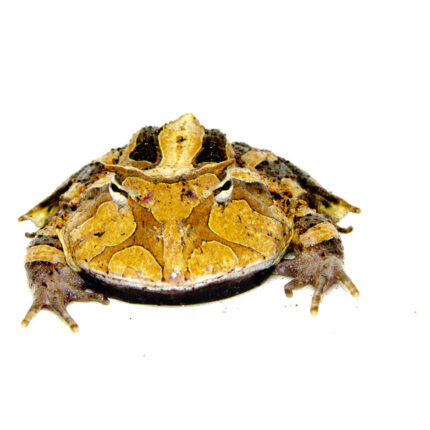 Brazilian Horned Frog Adults (Ceratophrys aurita)