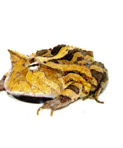DSC_7575_1024x DSC 7575 1024x 247x296