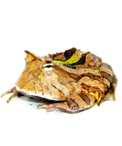 Green Brazilian Horned Frog Adults (Ceratophrys aurita)