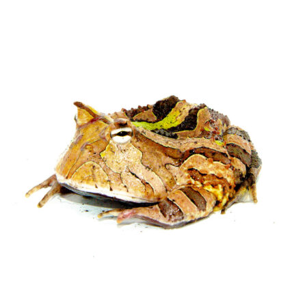 Green Brazilian Horned Frog Adults (Ceratophrys aurita)