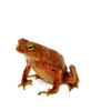 Amazon Crested Toad (Rhinella roqueana) DSC 7579 1024x 100x100