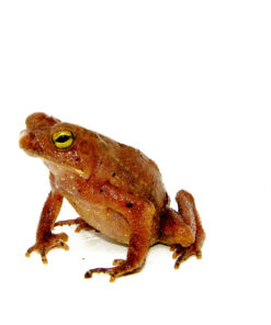 Amazon Crested Toad (Rhinella roqueana)