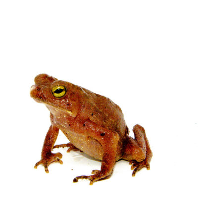 Amazon Crested Toad (Rhinella roqueana)
