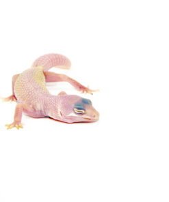 DSC 7590 1024x 247x296