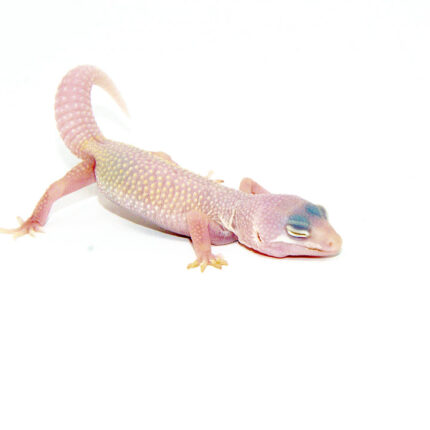 Blazing Blizzard Baby Leopard Geckos (Eublepharis macularius)