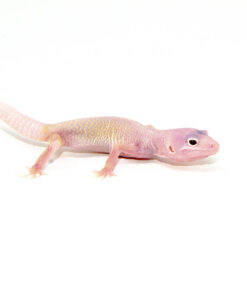 Diablo Blanco Solid Red Eyes Baby Leopard Geckos (Eublepharis macularius)