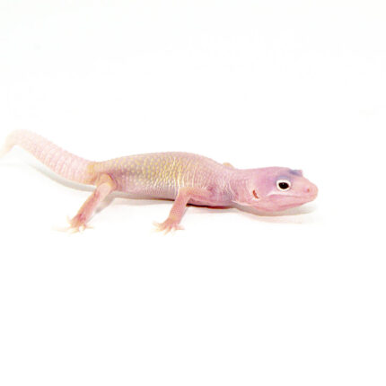 Diablo Blanco Solid Red Eyes Baby Leopard Geckos (Eublepharis macularius)