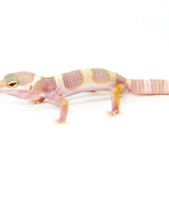 Mack Snow Albino Baby Leopard Geckos (Eublepharis macularius)