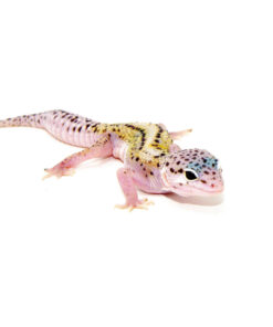 Mack Snow Jungle Baby Leopard Geckos (Eublepharis macularius)