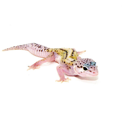 Mack Snow Jungle Baby Leopard Geckos (Eublepharis macularius)
