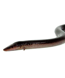 Two Toed Amphiuma (Amphiuma means)