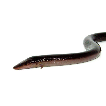 Two Toed Amphiuma (Amphiuma means)