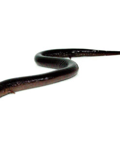 Alternative view of Two Toed Amphiuma (Amphiuma means)