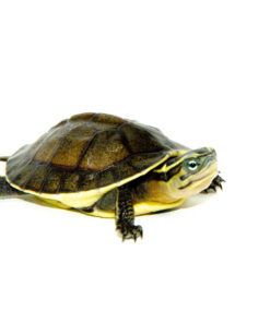 Asian Box Turtle Babies (Cuora amboinesis kamaroma)