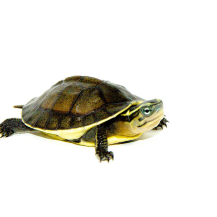 Asian Box Turtle Babies (Cuora amboinesis kamaroma)