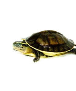 Alternative view of Asian Box Turtle Babies (Cuora amboinesis kamaroma)