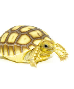 African Spurred Tortoise Babies (Centrochelys sulcata)