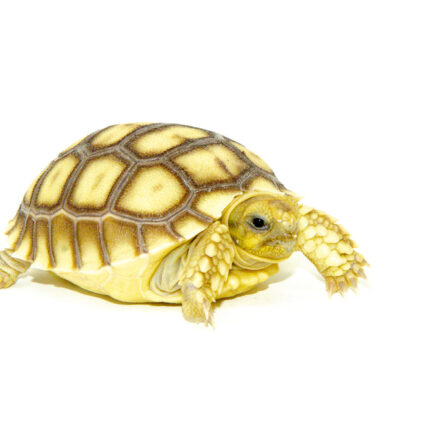 African Spurred Tortoise Babies (Centrochelys sulcata)