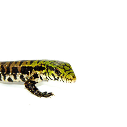 Argentine Black and White Tegu Babies (Salvator merianae)