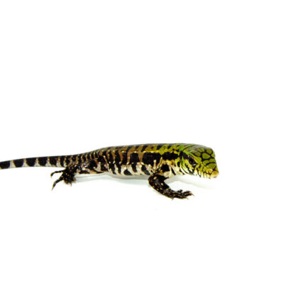 DSC 7615 1024x 430x430