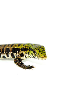 DSC 7616 1024x 247x296