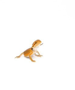 Red Bearded Dragon Babies (Pogona vitticeps)