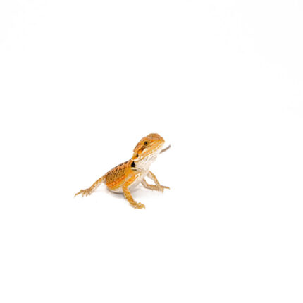 Red Bearded Dragon Babies (Pogona vitticeps)