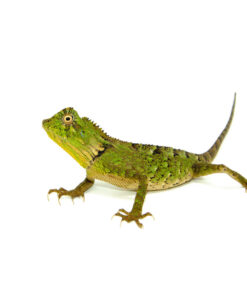 Crested River Dragon (Gonocephalus abbotti)