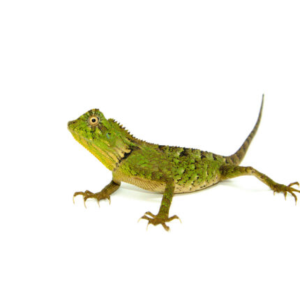 Crested River Dragon (Gonocephalus abbotti)