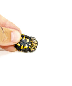 Roti island Snake Neck Turtle (Chelodina McCordi)
