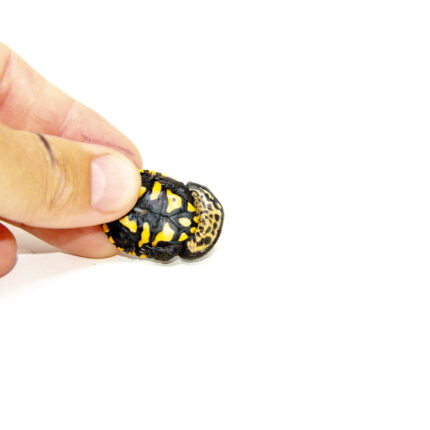 Roti island Snake Neck Turtle (Chelodina McCordi)