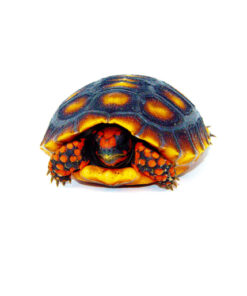 Brazilian Cherryhead Tortoise Baby (Chelonoidis carbonaria)