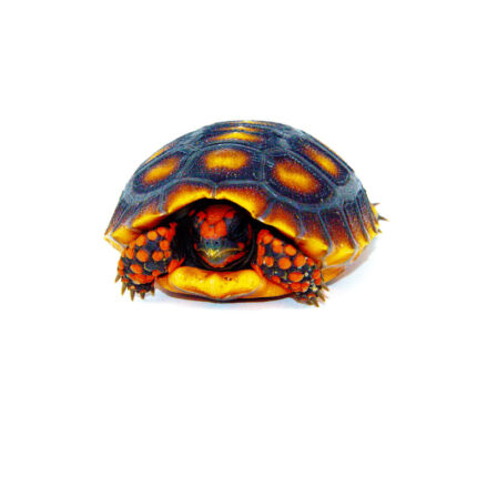 Brazilian Cherryhead Tortoise Baby (Chelonoidis carbonaria)