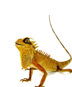 Natal's Horned Dragon (Acanthosaura nataliae)