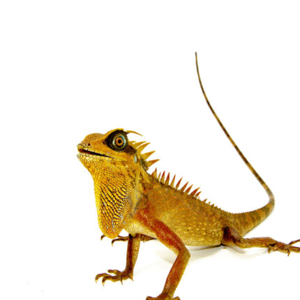 Natal's Horned Dragon (Acanthosaura nataliae)