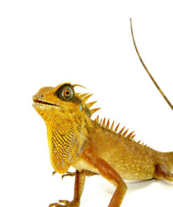 DSC 7775 1024x 247x296