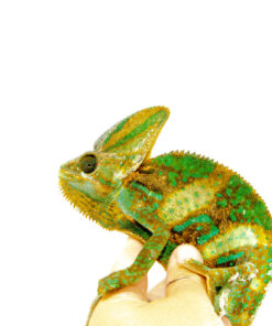 Veiled Chameleon Adults (Chamaeleo calyptratus)