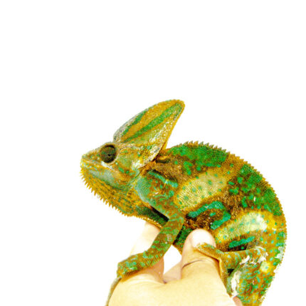 Veiled Chameleon Adults (Chamaeleo calyptratus)