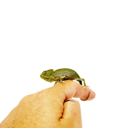 Veiled Chameleon Babies (Chamaeleo calyptratus)