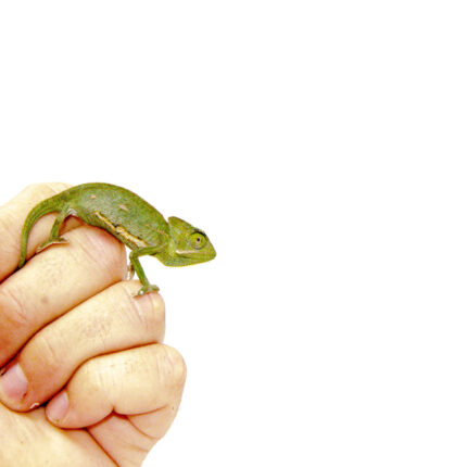 Alternative view of Veiled Chameleon Babies (Chamaeleo calyptratus)