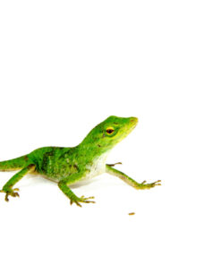 DSC 7810 1024x 247x296