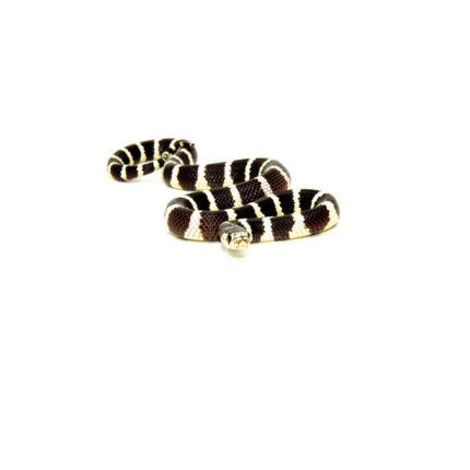 California Kingsnake (Lampropeltis californiae)