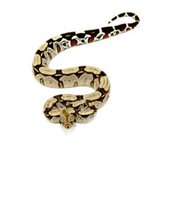 Alternative view of Suriname Red Tail Boa Constrictor (Boa constrictor)