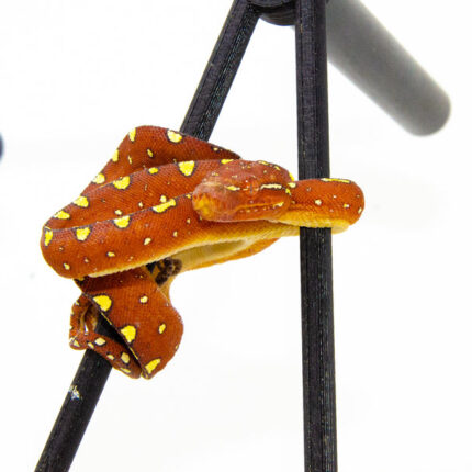 Biak Green Tree Python Red Neonate (Morelia viridis)