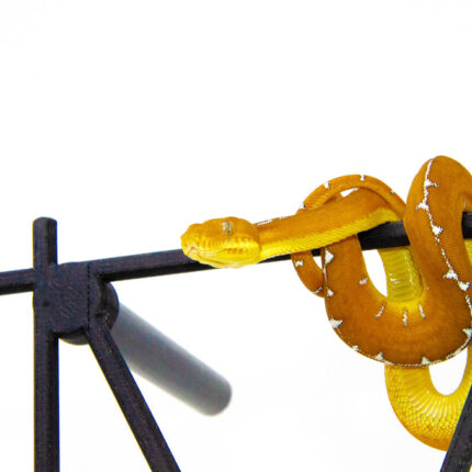 Amazon Basin Emerald Tree Boa (Corallus batesii)