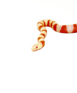 Albino Honduran Milk Snake (Lampropeltis triangulum hondurensis)
