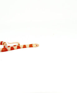 Alternative view of Albino Honduran Milk Snake (Lampropeltis triangulum hondurensis)